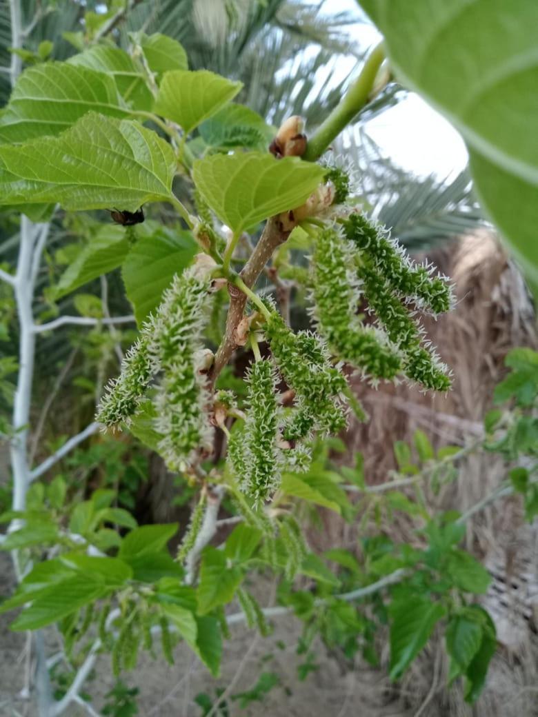 Wafla Villa Siwa Oasis Eksteriør billede