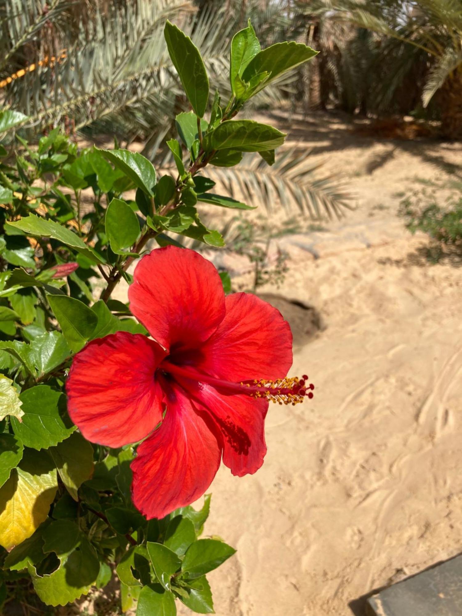 Wafla Villa Siwa Oasis Eksteriør billede