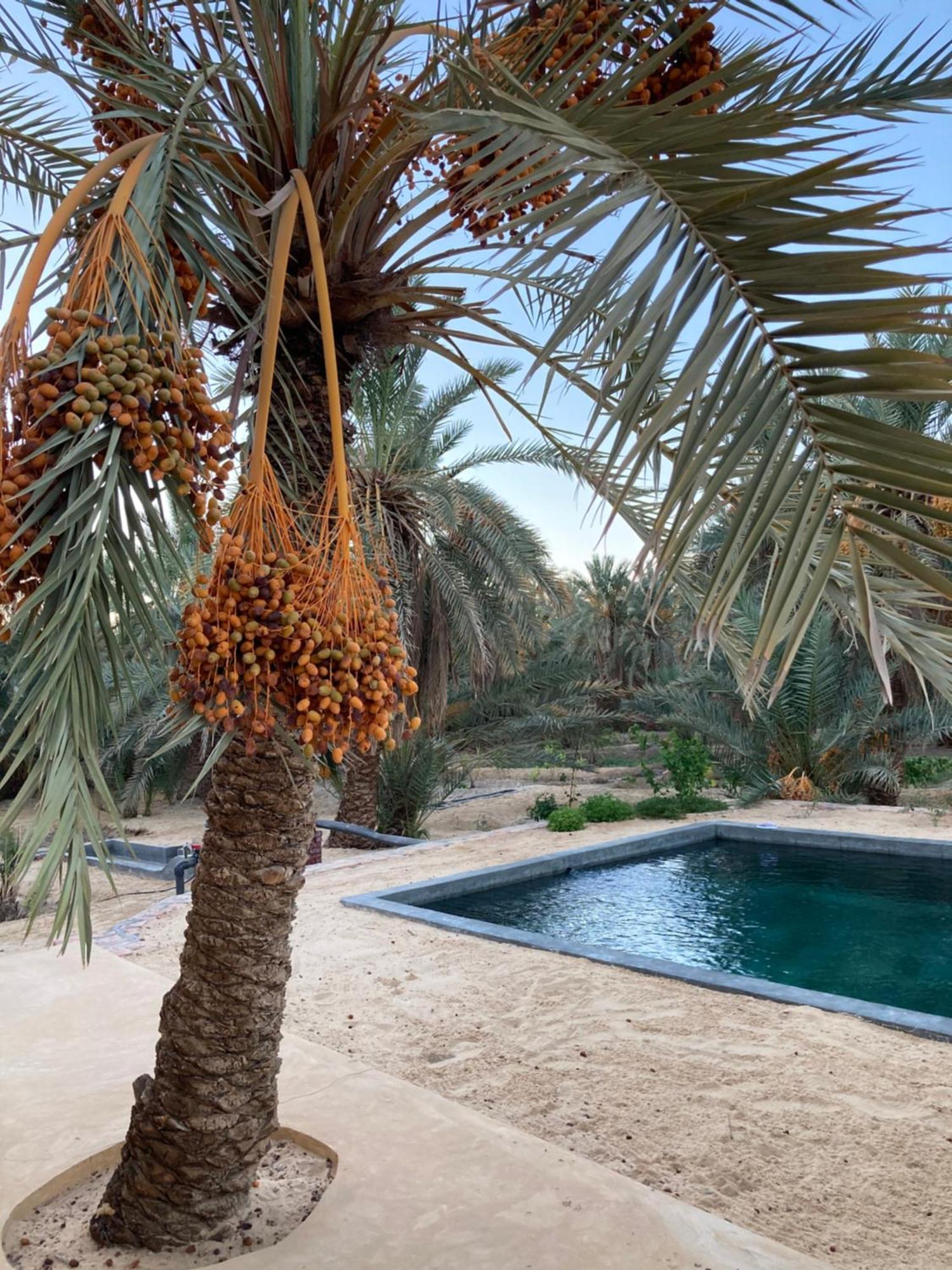 Wafla Villa Siwa Oasis Eksteriør billede